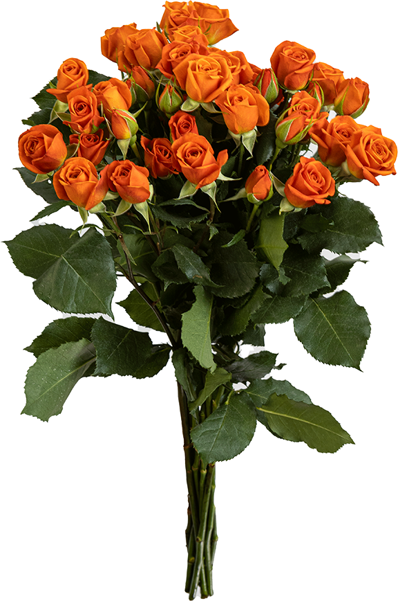 _0000s_0000_Orange-Babe